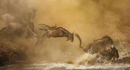 Wildebeests are crossing  Mara river. Great Migration. Kenya. Tanzania. Maasai Mara National Park. - obrazy, fototapety, plakaty