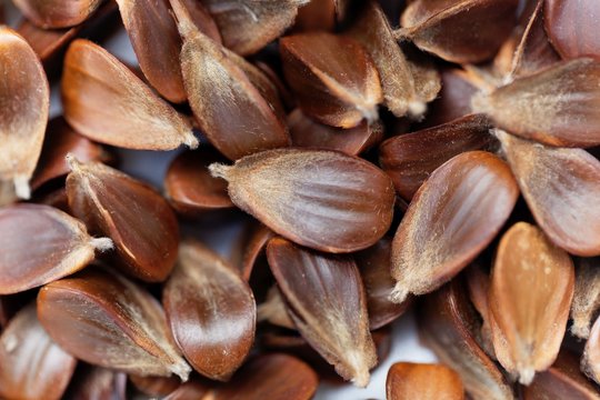 Beechnuts of a European beech tree