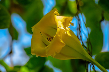 yellow flower in Bali