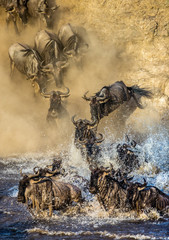 Wildebeests are crossing  Mara river. Great Migration. Kenya. Tanzania. Maasai Mara National Park. 
