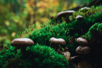 Fototapeta premium small mushrooms in the forest on green moss in the rays of sunlight close up