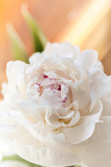 white peony flower bud, close-up, background