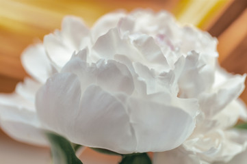white peony flower bud, close-up, background