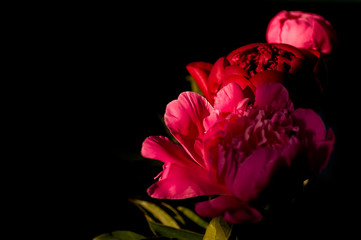 red peony bouquet, three pieces, on a black background