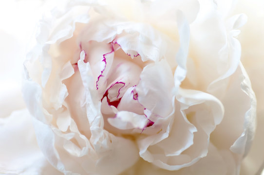 white peony flower bud, close-up, background