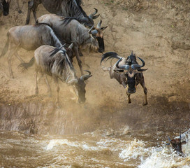 Wildebeests are crossing  Mara river. Great Migration. Kenya. Tanzania. Maasai Mara National Park. 