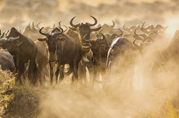 Big herd of wildebeest is about Mara River. Great Migration. Kenya. Tanzania. Maasai Mara National...