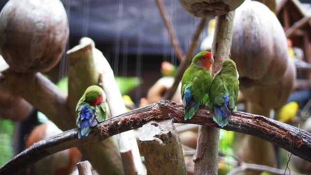 A Pair Of Lovebird Kissing On A Branch