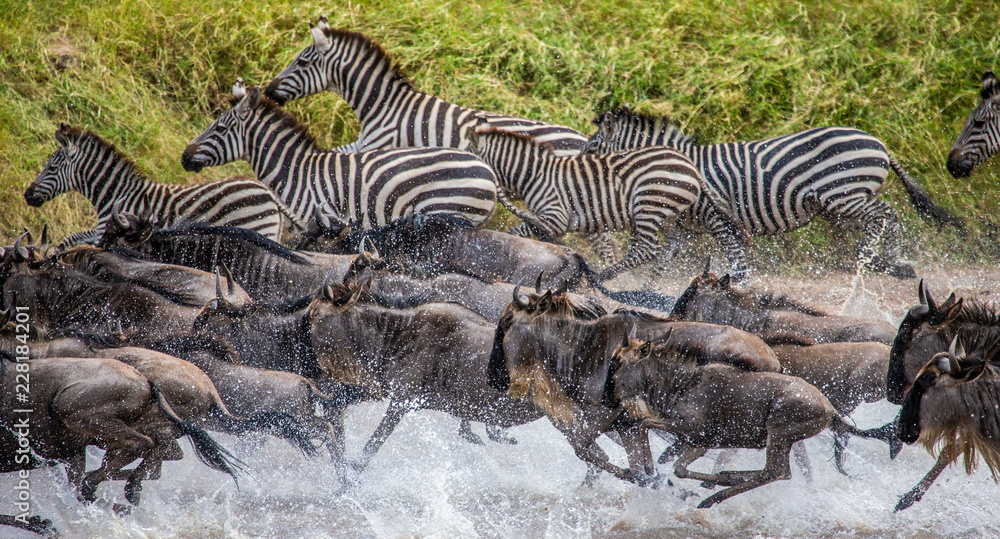 Sticker Wildebeests and zebras are running across a small river. Great Migration. Kenya. Tanzania. Maasai Mara National Park.