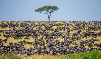 Big herd of wildebeest in the savannah. Great Migration. Kenya. Tanzania. Maasai Mara National...