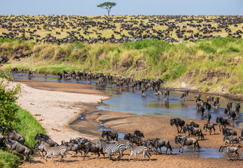 Big herd of wildebeest in the savannah. Great Migration. Kenya. Tanzania. Maasai Mara National Park. An excellent illustration. - obrazy, fototapety, plakaty