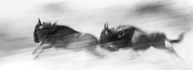 Wildebeests running through the savannah. Great Migration. Kenya. Tanzania. Maasai Mara National...
