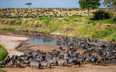 Big herd of wildebeest in the savannah. Great Migration. Kenya. Tanzania. Maasai Mara National Park. An excellent illustration.
