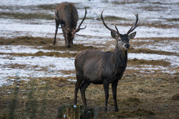 Hirsch / Hirsche im Forstenrieder Park, München - Rotwild, Rothirsch