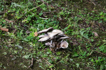 mushrooms in the grass