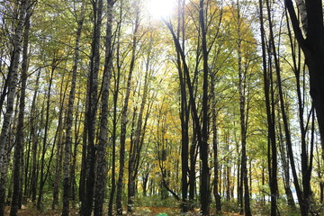 Beautiful autumn forest stands in the golden foliage