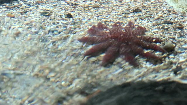 Marine life - Echinus - Red Sea Urchins