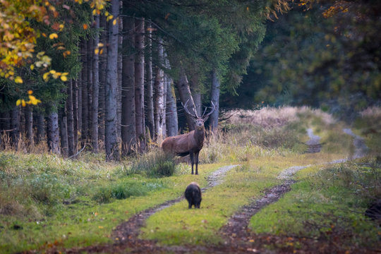 Fototapeta Hirsch / Hirsche im Forstenrieder Park, München - Rotwild, Rothirsch