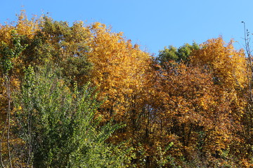 Fototapeta premium Yellow and red leaves adorn the tops of autumn trees in the park