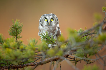Boreal Owl
