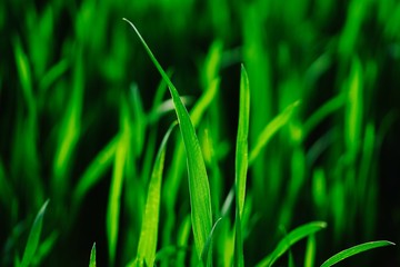 Frisches Gras