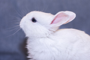 white bunny rabbit looking frontward to viewer, Little bunny sitting on sofa, Lovely pet for children and family inside house