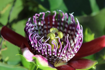 Passion flower