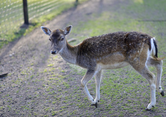 Naklejka na ściany i meble Deer in public park during autumn season at a sunny day