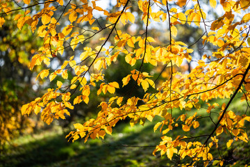 Yellow foliage. Fall has come. Autumn. Season