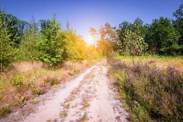 Landscape with path through nature reserve in Belgium. Popular for hikers.