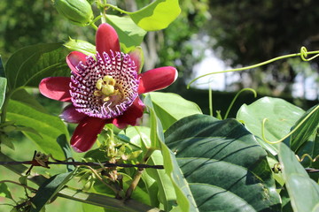 Passion flower