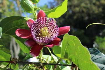Passion flower