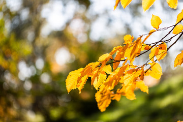 Yellow foliage. Fall has come. Autumn. Season