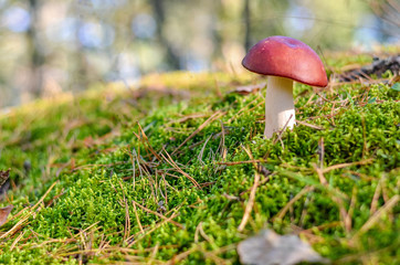 Single mushroom growing in the green autumn moss