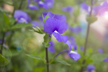 Beautiful purple flowers in the garden.