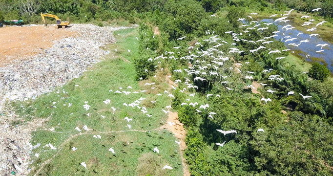 bird's eye view of garbage mountain from dji mavic drone in the industrial zone. There is a flock of white birds. living in the garbage dump hill. The flock live in the forest near the garbage zone.