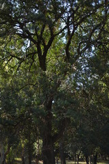 Fototapeta premium FORESTA