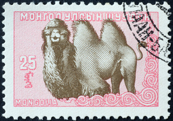 Bactrian camel on mongolian postage stamp
