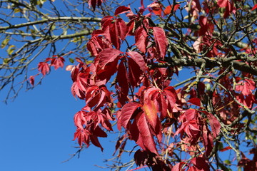  Red leaves of wild grapes adorn the parks