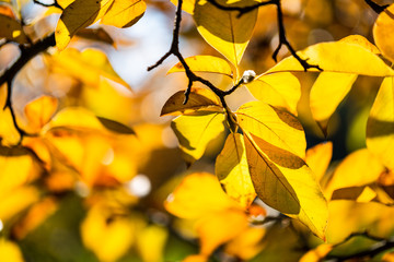 Yellow foliage. Fall has come. Autumn. Season
