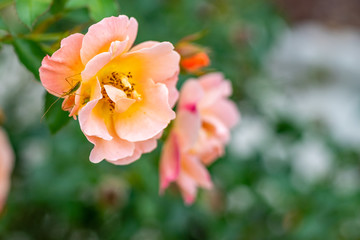 Obraz na płótnie Canvas Pink Rose Closeup