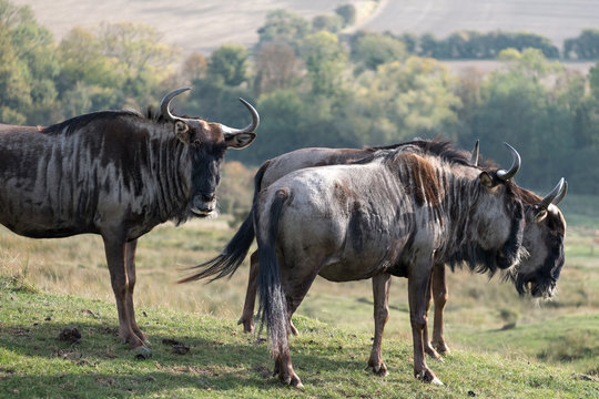 Group of wildebeest in grassland. Photographed at Port Lympne Safari Park near Ashford Kent UK.