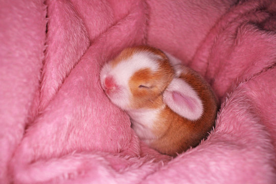 Cute bunny baby rabbit lop kit. New born bunnies.