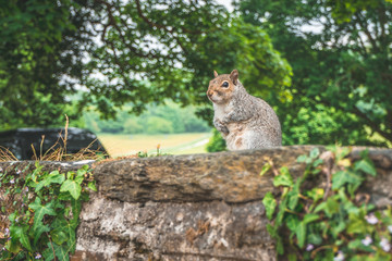 A squirl keeps a look out