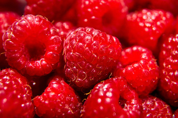 Red ripe raspberries background. A Heap of juicy summer berries closeup
