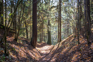forest in autumn