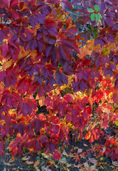 Red autumn leaves of wild grapes hang on fence. Beautiful autumn background , sun through leaves; autumn ornament for calendar