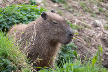 Capybara, Large South American rodents. Photographed at Port Lympne Safari Park near Ashford Kent UK.