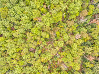 Aerial View of a Forest