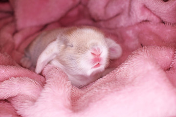 Cute bunny baby rabbit lop kit. New born bunnies.